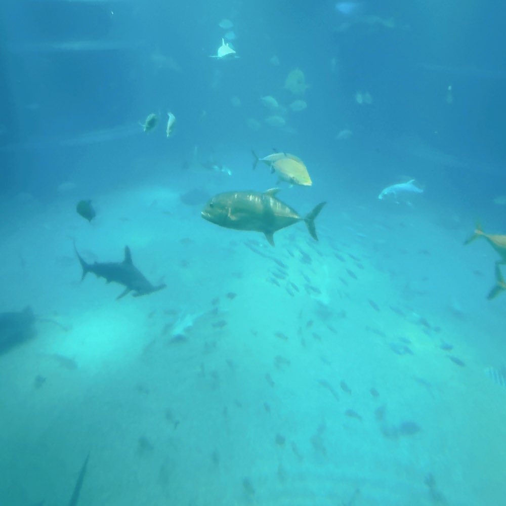 체리코 CHERIKO🌸🍒 tweet media