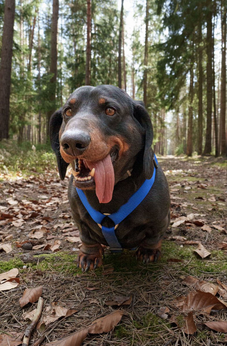 Jan Krčál tweet media