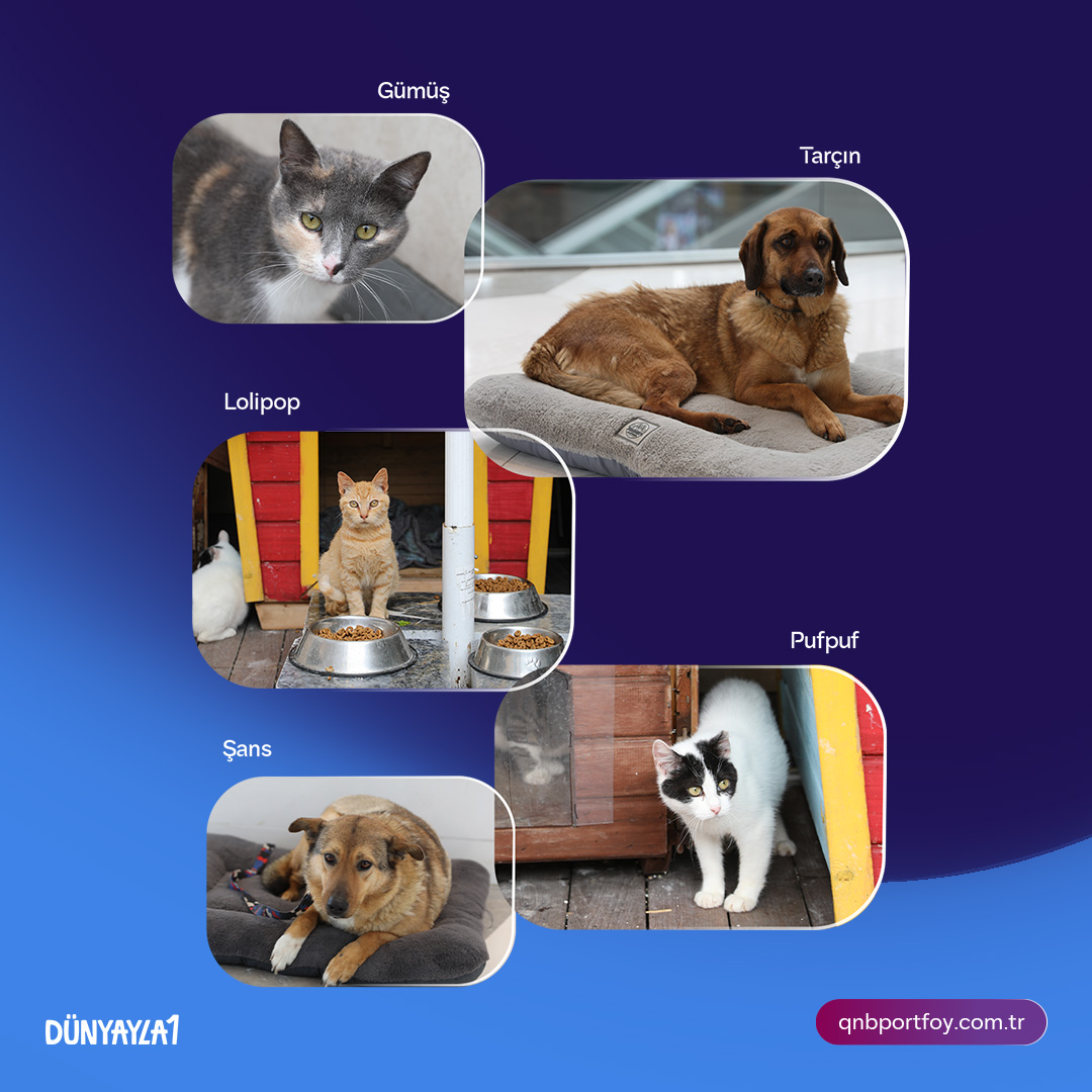 QNB Portföy tweet media