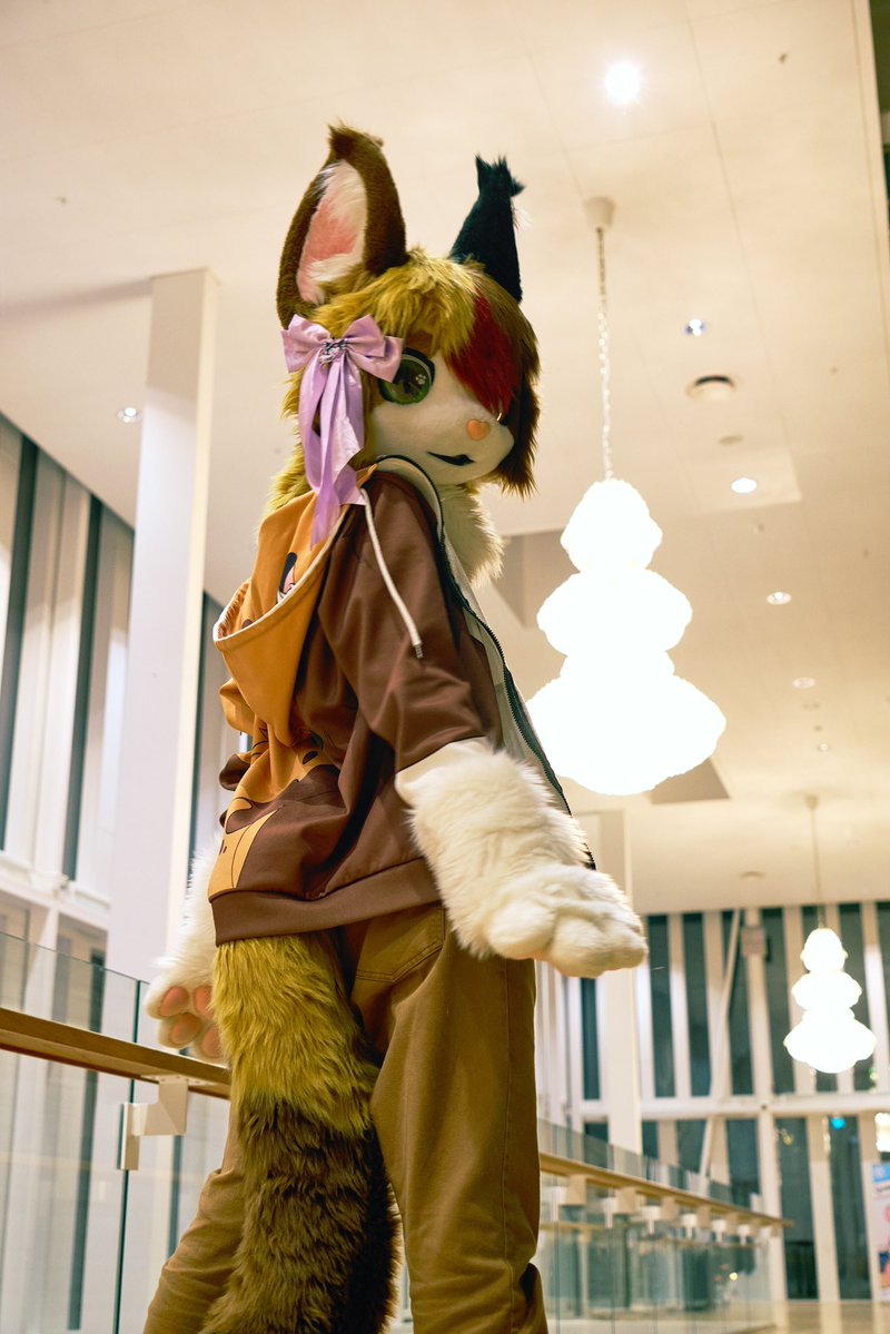 Patch the Cat tweet media