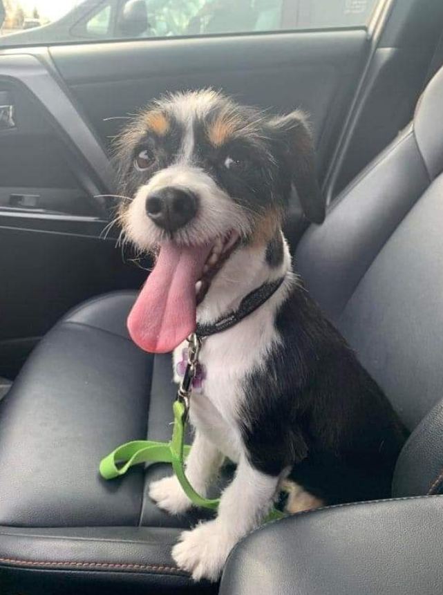 Tweets of Dogs tweet media