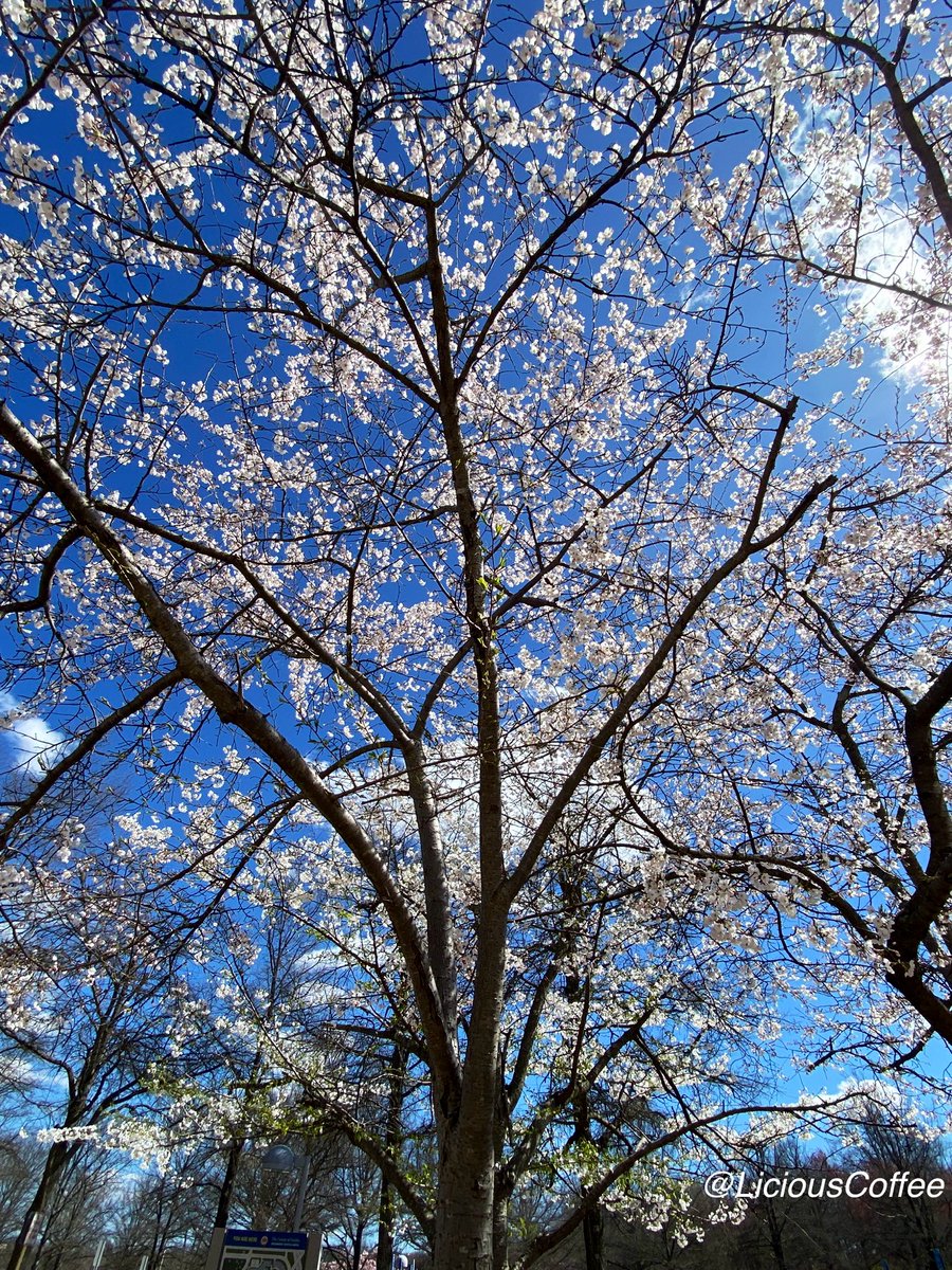 LiciousCoffee's tweet photo. Good Morning 🌎💝💫
It’s a GREAT day
👋🏽Hey Friday☕️🌞
The 🌎 is full of amazing contents, see it, recognize it, create IT—find Art in Nature.
😍 #CherryBlossoms #WashDC for #FlowersOnFriday
#TreeWhisperer
#Nature #NaturePhotography #Photography #PhotographyIsArt #Tree #Park https://t.co/Cp9H7ixnft