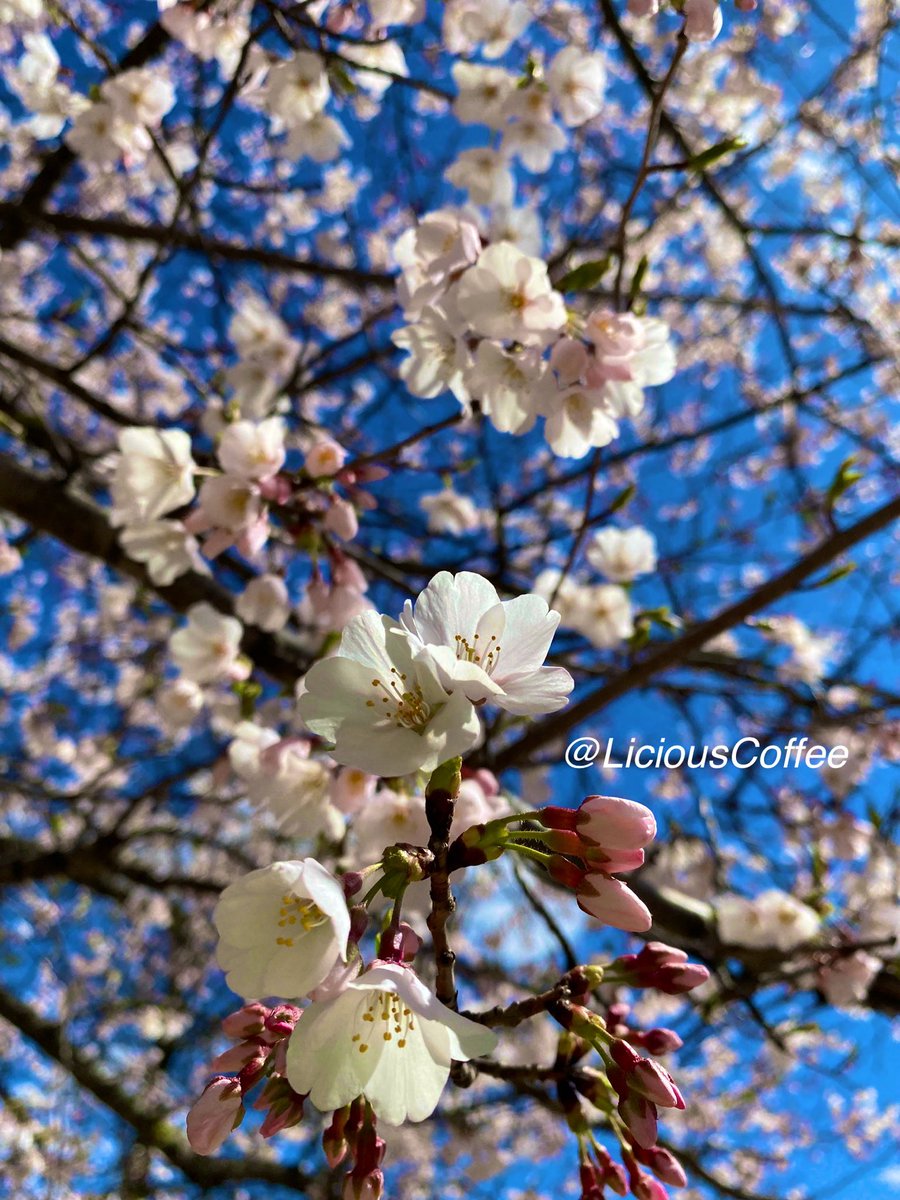 LiciousCoffee's tweet photo. Good Morning 🌎💝💫
It’s a GREAT day
👋🏽Hey Friday☕️🌞
The 🌎 is full of amazing contents, see it, recognize it, create IT—find Art in Nature.
😍 #CherryBlossoms #WashDC for #FlowersOnFriday
#TreeWhisperer
#Nature #NaturePhotography #Photography #PhotographyIsArt #Tree #Park https://t.co/Cp9H7ixnft