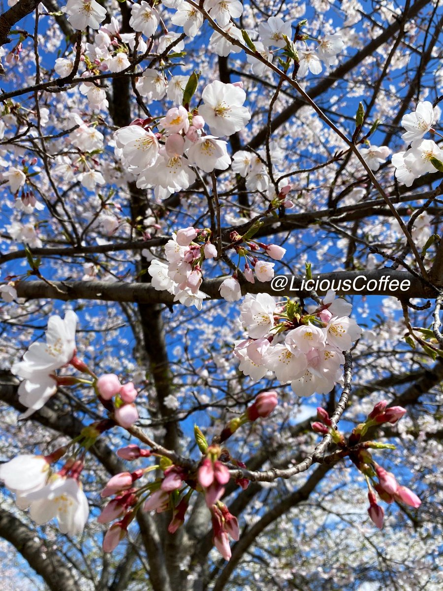 LiciousCoffee's tweet photo. Good Morning 🌎💝💫
It’s a GREAT day
👋🏽Hey Friday☕️🌞
The 🌎 is full of amazing contents, see it, recognize it, create IT—find Art in Nature.
😍 #CherryBlossoms #WashDC for #FlowersOnFriday
#TreeWhisperer
#Nature #NaturePhotography #Photography #PhotographyIsArt #Tree #Park https://t.co/Cp9H7ixnft