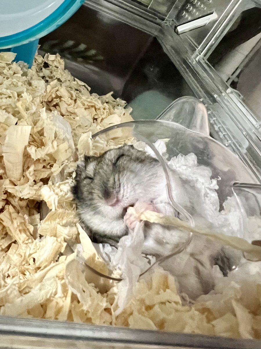 はーむ🐹イラストオーダー始めました! tweet media