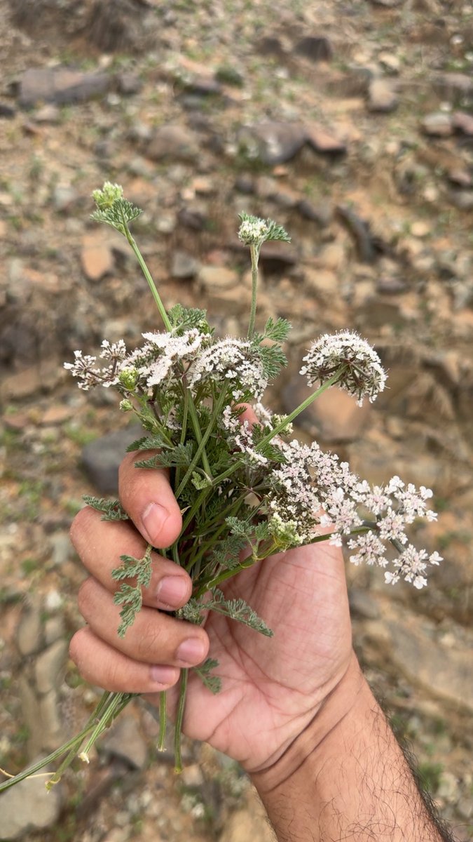 مُنعزِل ، tweet media