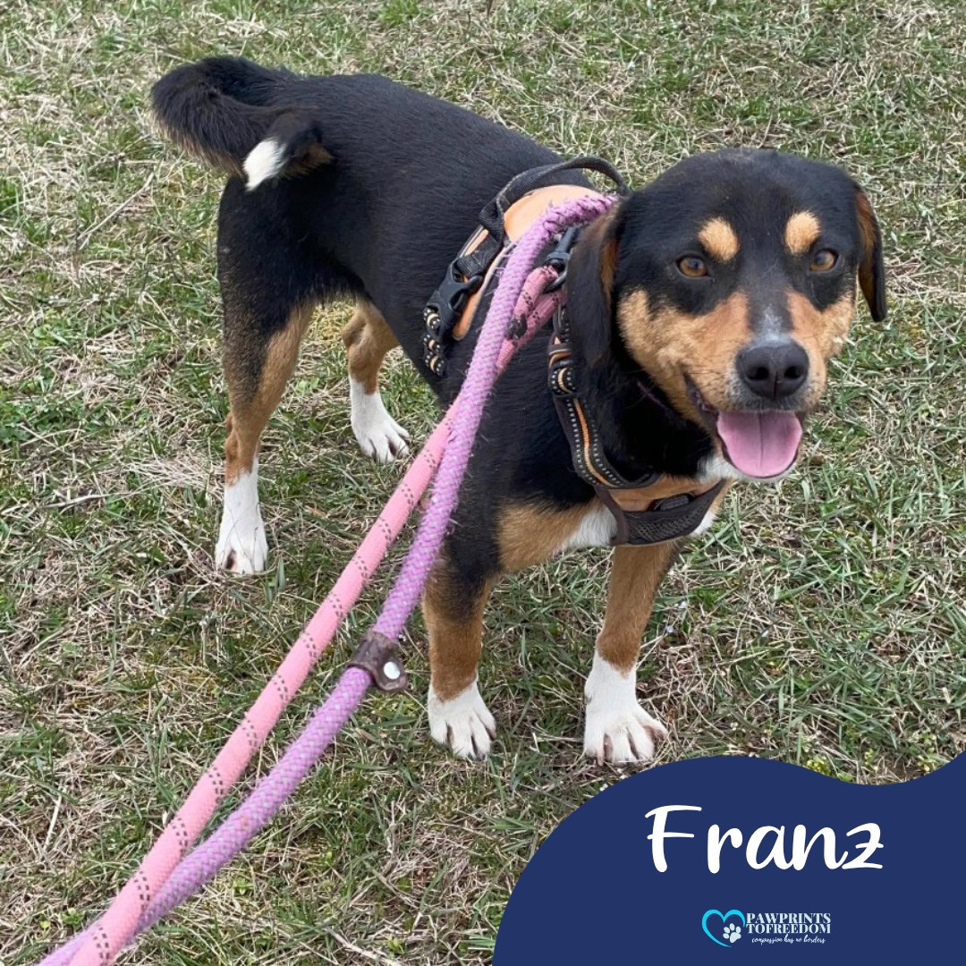 Pawprints to Freedom Rescue🐾 tweet media