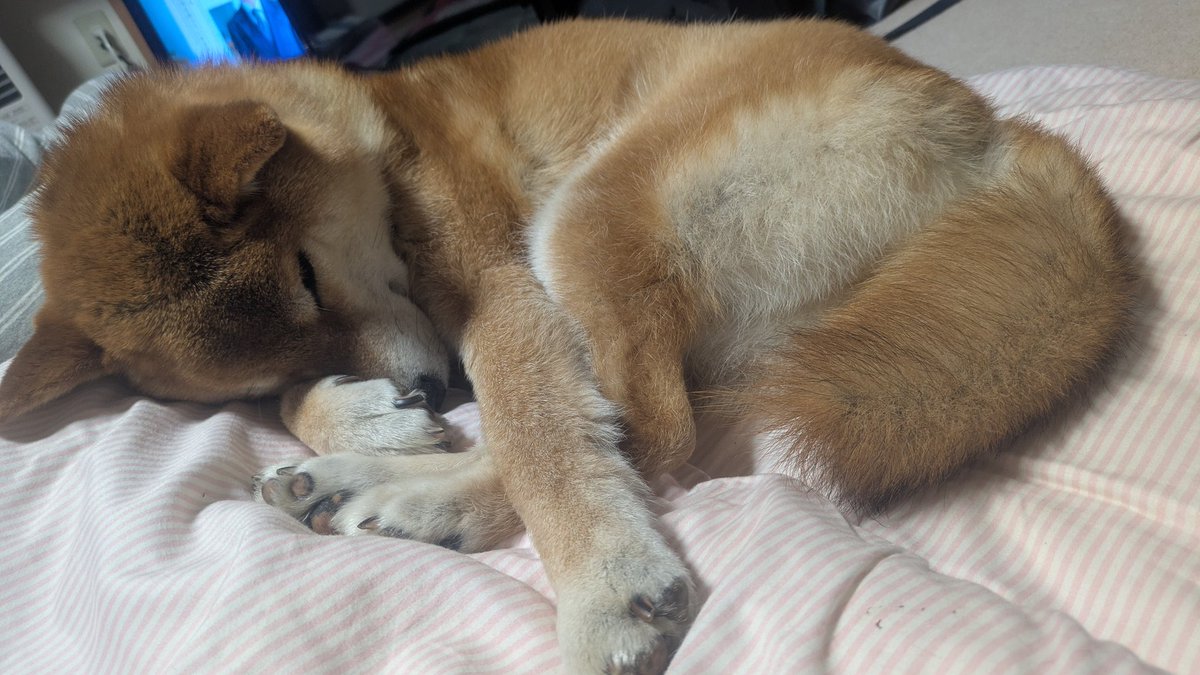 余脂松 tweet media