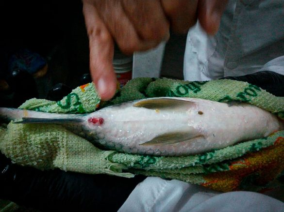 La Inventadera tweet media