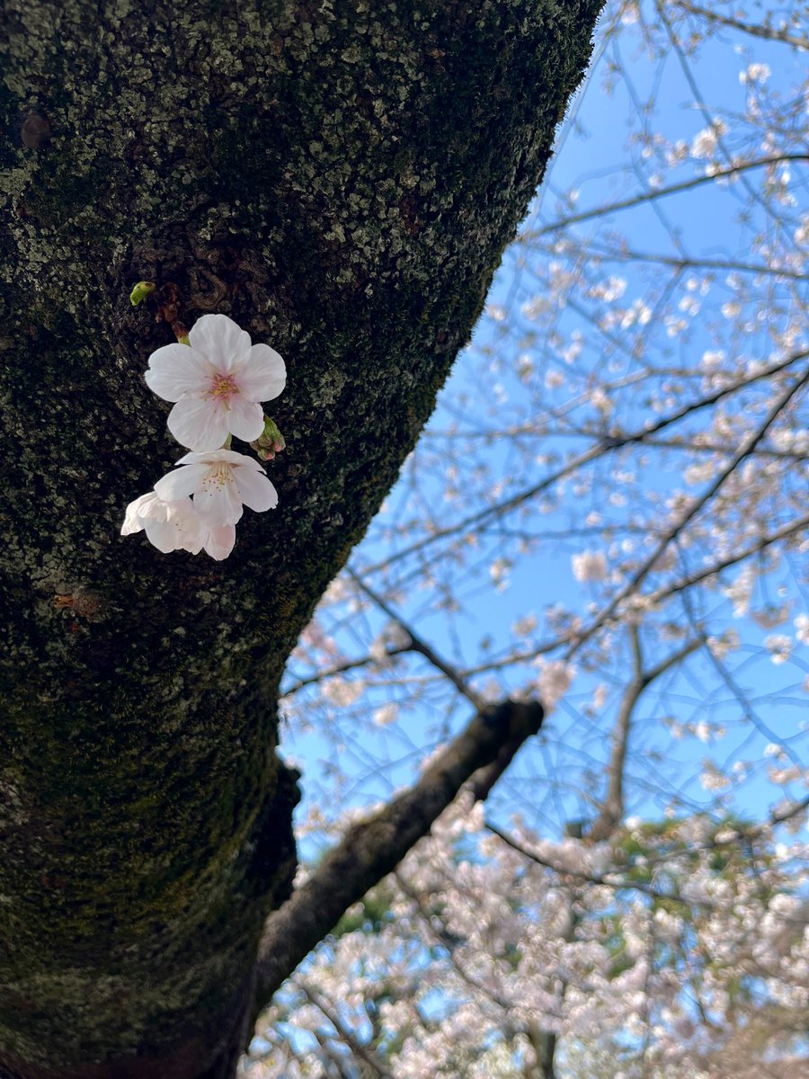 toshimi0105's tweet photo. 先週見た靖國神社の桜⛩️🌸 https://t.co/JJUM342ehK