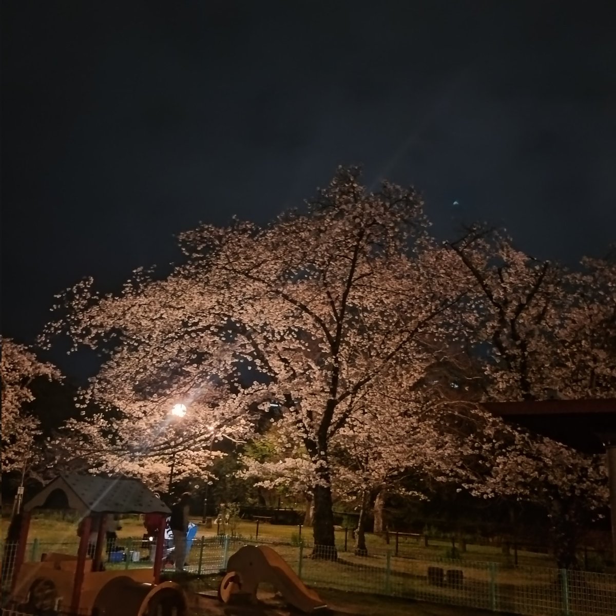 YouHoshi1's tweet photo. 今日はお花見夜デートしてきました🌸
満開の夜桜、しっかり咲いてて美しかったです
その後はネムに行ってセックス！
今日も色んな話して楽しい時間過ごせた！
今年も彼と桜見れて幸せ
来年も一緒に見れますように https://t.co/ePakc1Ocm5
