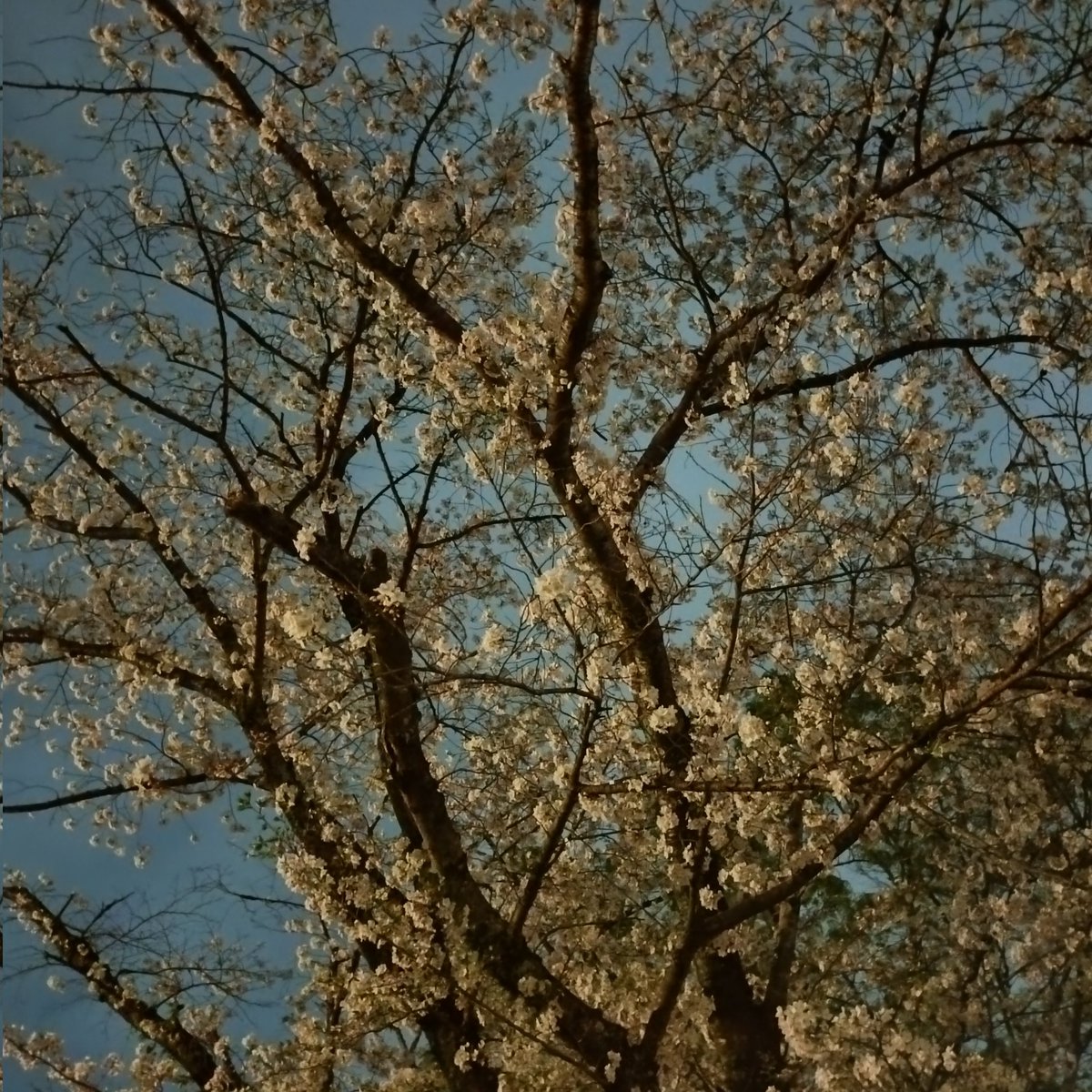 YouHoshi1's tweet photo. 今日はお花見夜デートしてきました🌸
満開の夜桜、しっかり咲いてて美しかったです
その後はネムに行ってセックス！
今日も色んな話して楽しい時間過ごせた！
今年も彼と桜見れて幸せ
来年も一緒に見れますように https://t.co/ePakc1Ocm5