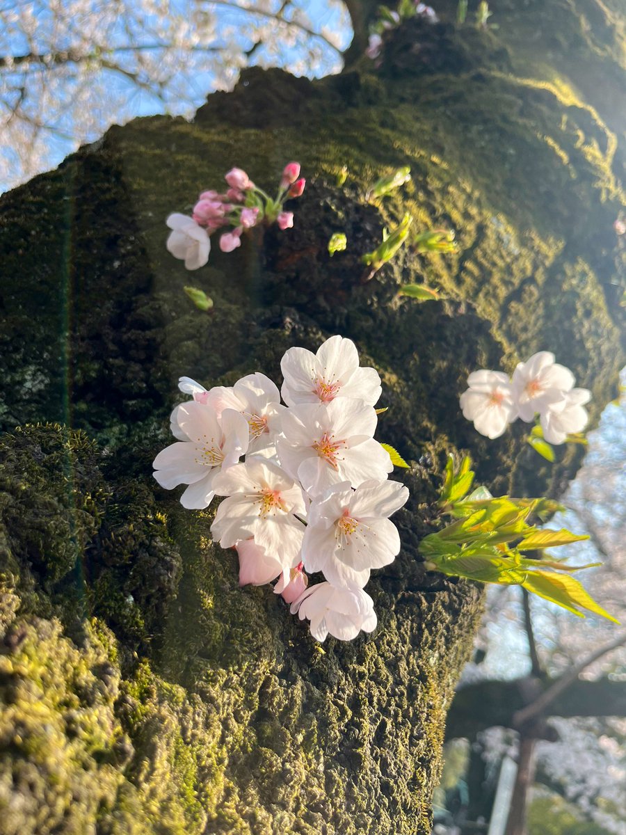 toshimi0105's tweet photo. 先週見た靖國神社の桜⛩️🌸 https://t.co/JJUM342ehK