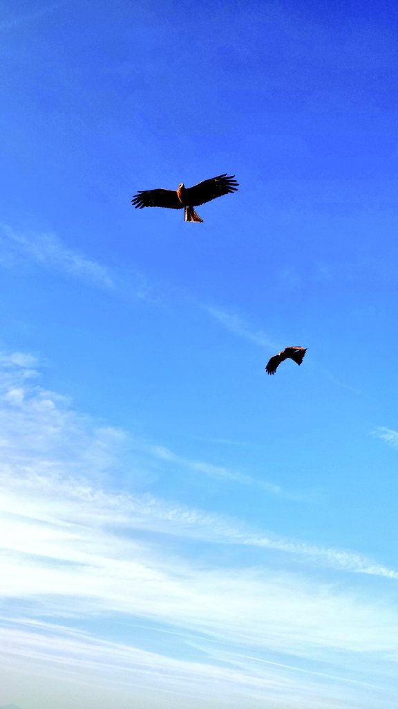 Hitsuji & Friends 羊ヶ丘ひつじとお友達 tweet media