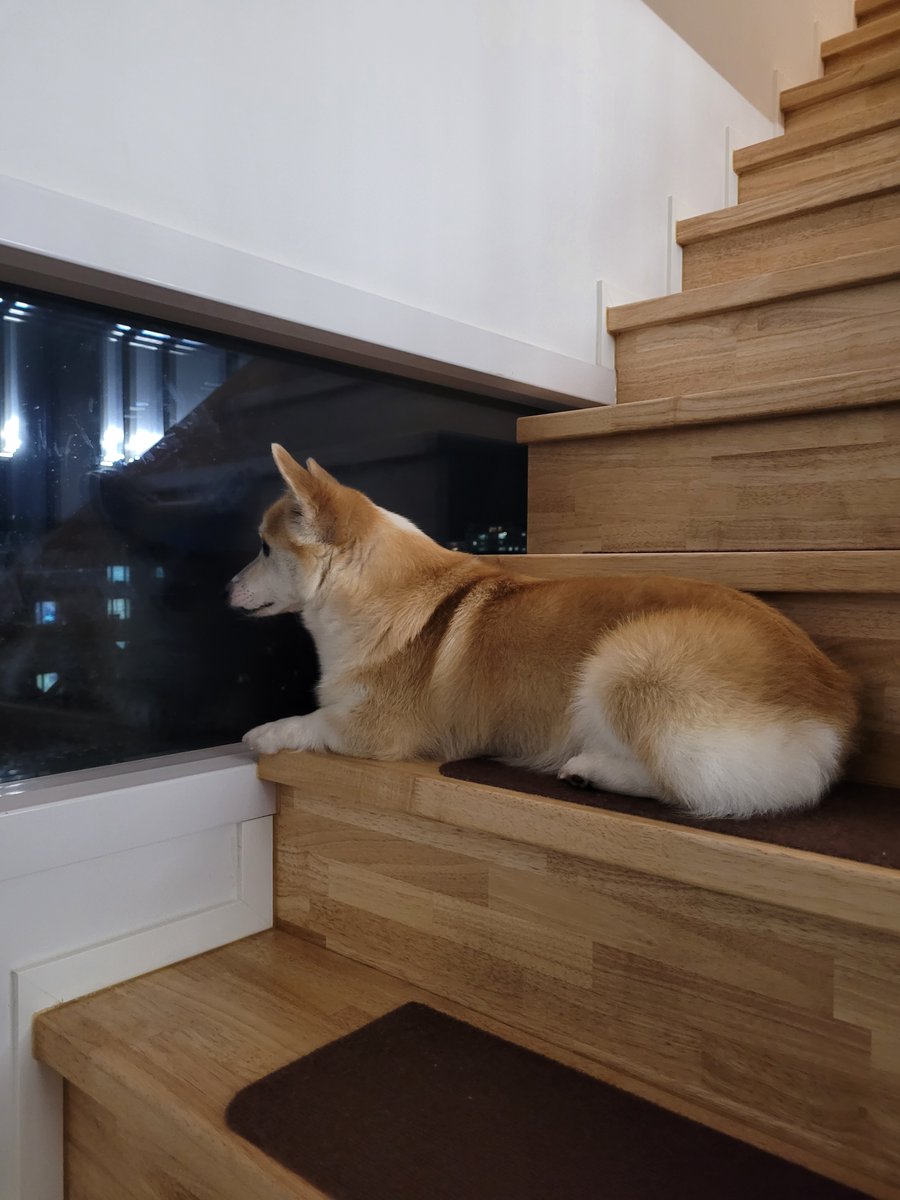 MyLittlePuppy 🐶 tweet media