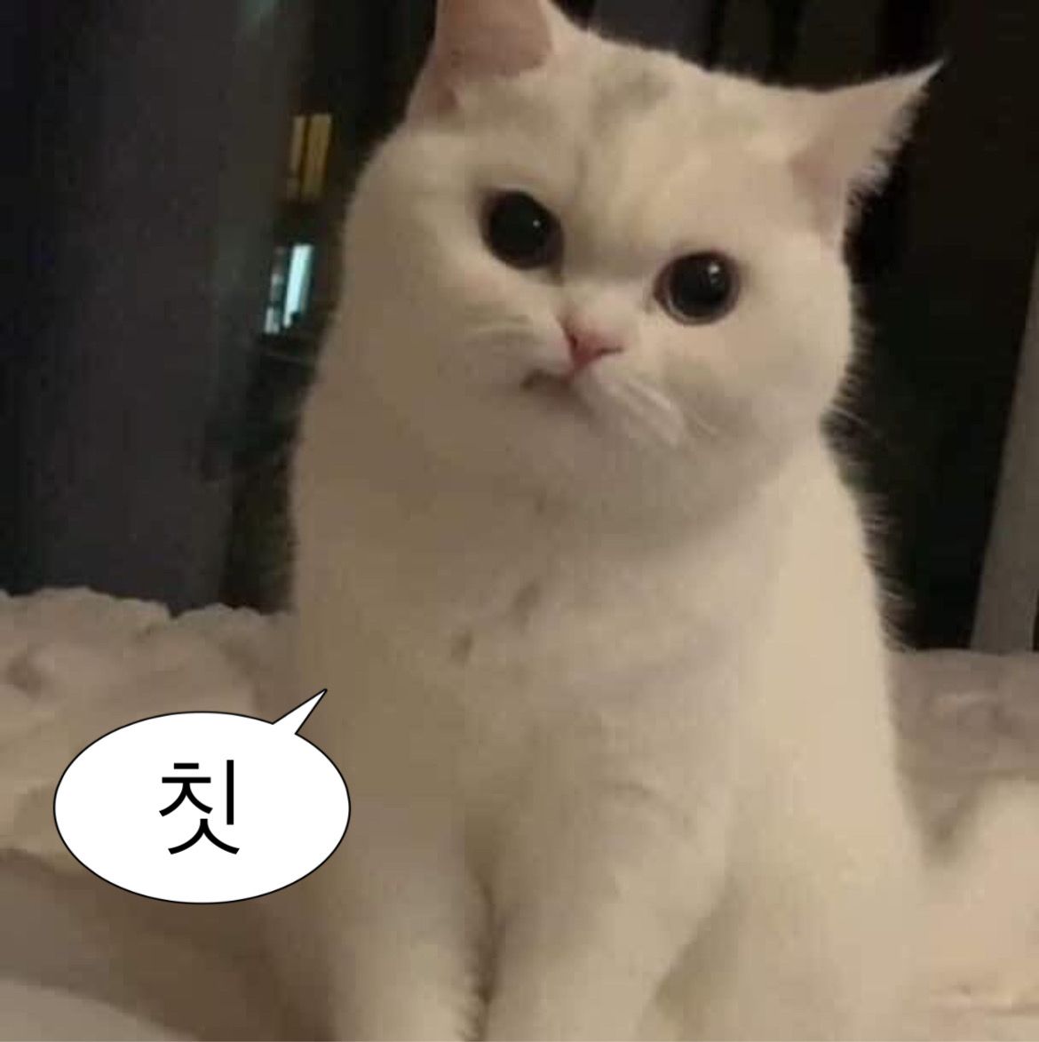 레몬빵/트친소 tweet media