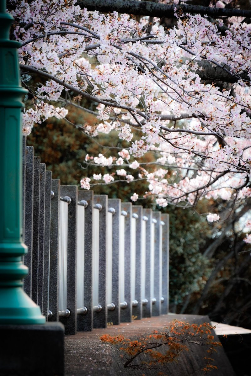 aoi🌸/赤井 tweet media