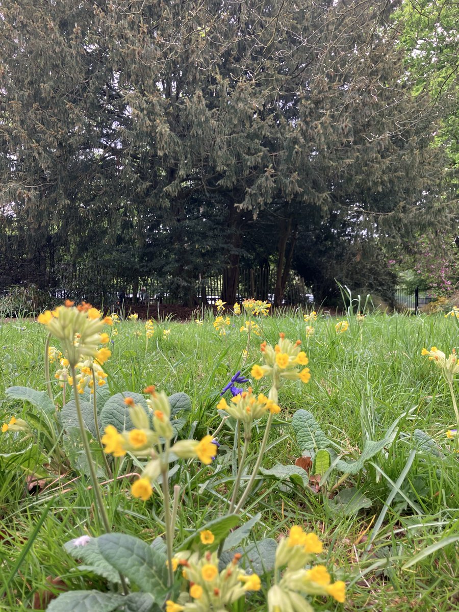 Friends of Richmond Park tweet media