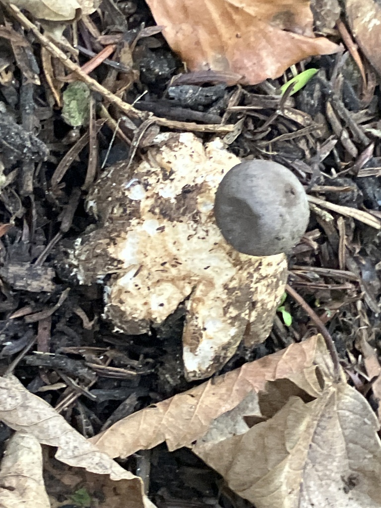 Friends of Richmond Park tweet media