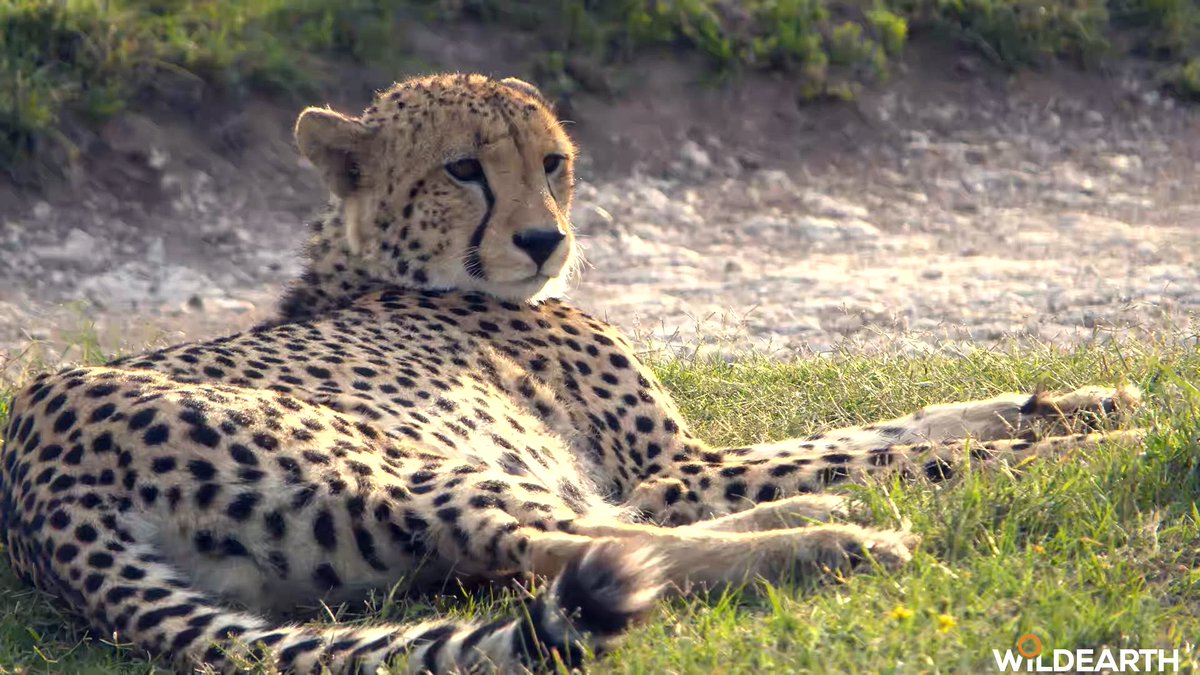 WildEarth tweet media