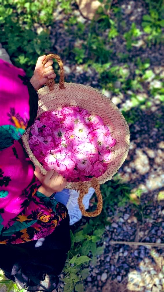 ❤️نبض مسقط❤️ tweet media