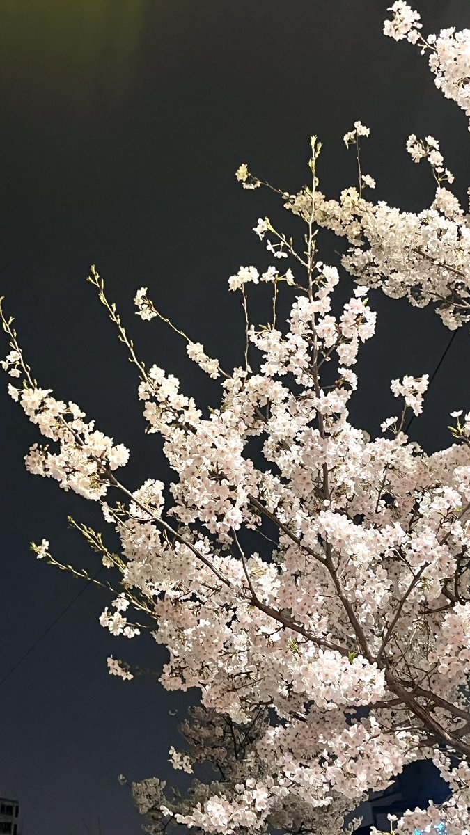 まの 마노 tweet media