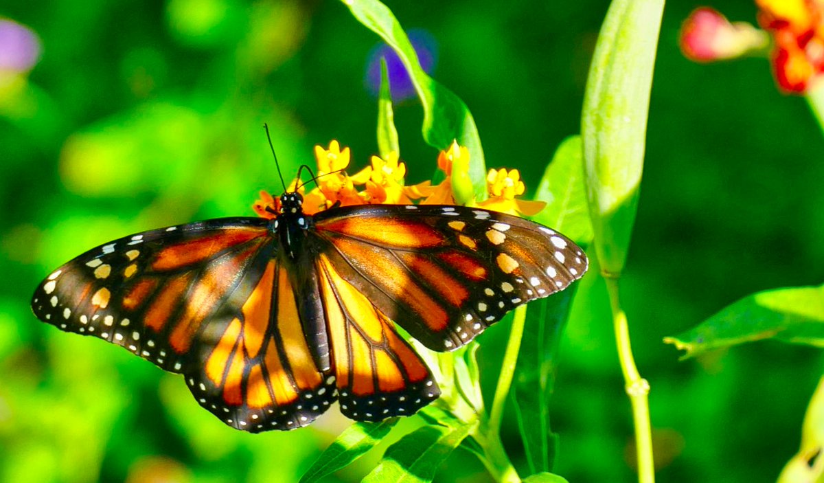 Skip Cohen tweet media