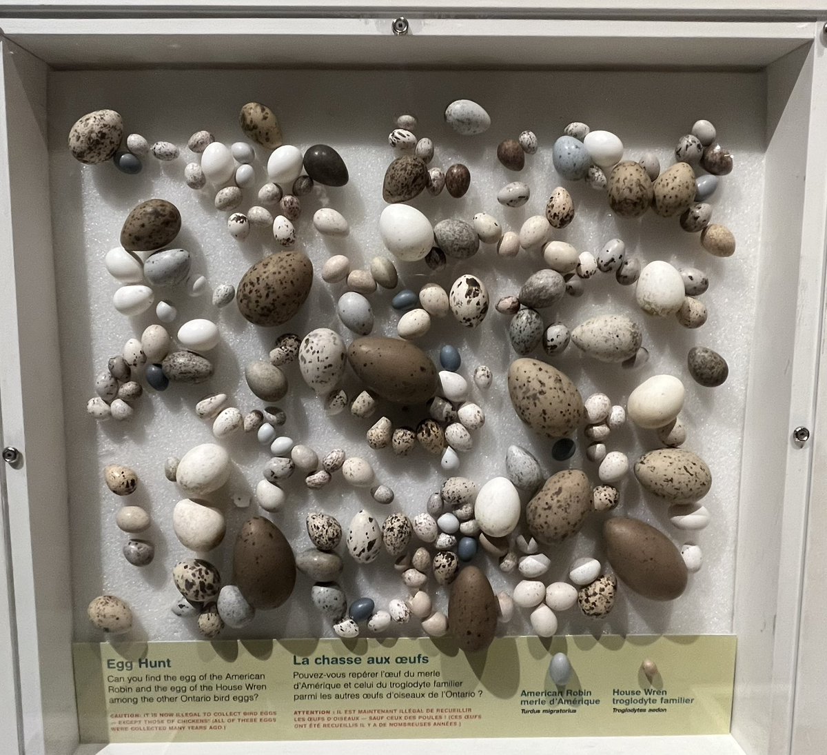 🥚PlatyMama tweet media