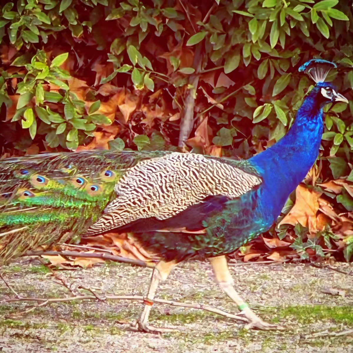 Quinadelart's tweet photo. En el Campo del Moro, a los pies del Palacio Real, me encontré con 2 pavos reales.
A éste le pillé paseando majestuoso, como quien sabe que es digno de admiración y pisa firme por donde pasa.
Madrid. Enero de 2026.
#MisViajes #MisRecuerdos #PavoReal #Peacock https://t.co/BEAaKkQvEy
