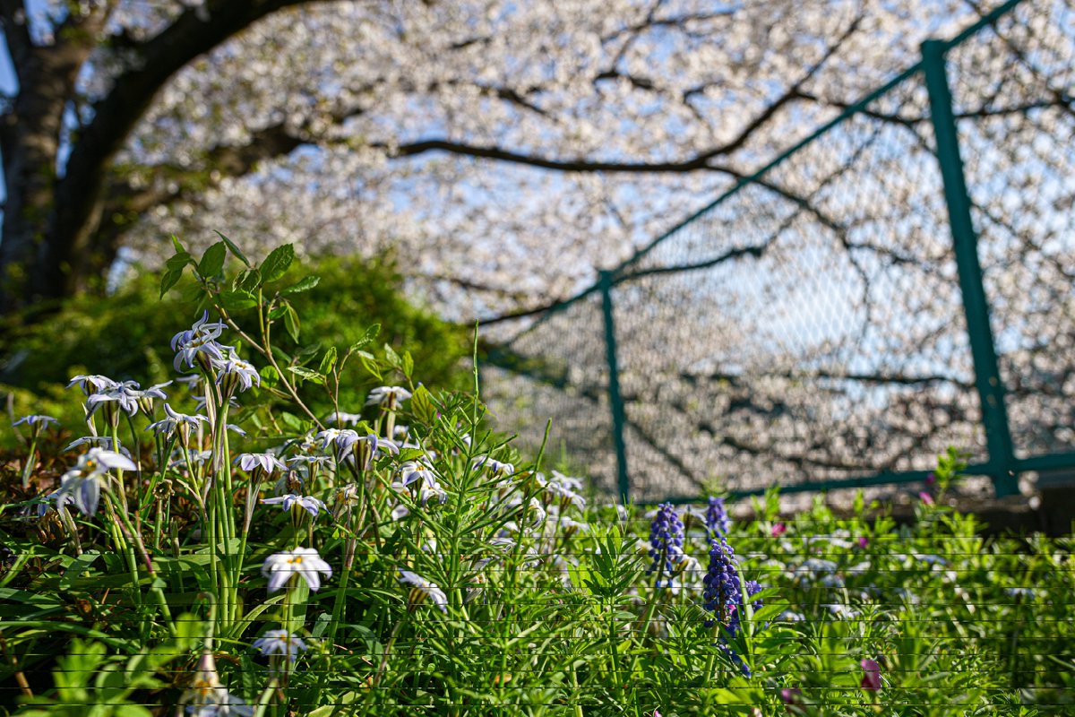 jikkabbi33's tweet photo. 今日の花見📷
春の散歩はポカポカ心地良い反面、もうこんな季節かよと焦るおっさん。 https://t.co/fqbCyJTIGn