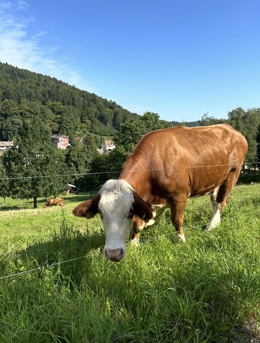 Kadewskaja tweet media