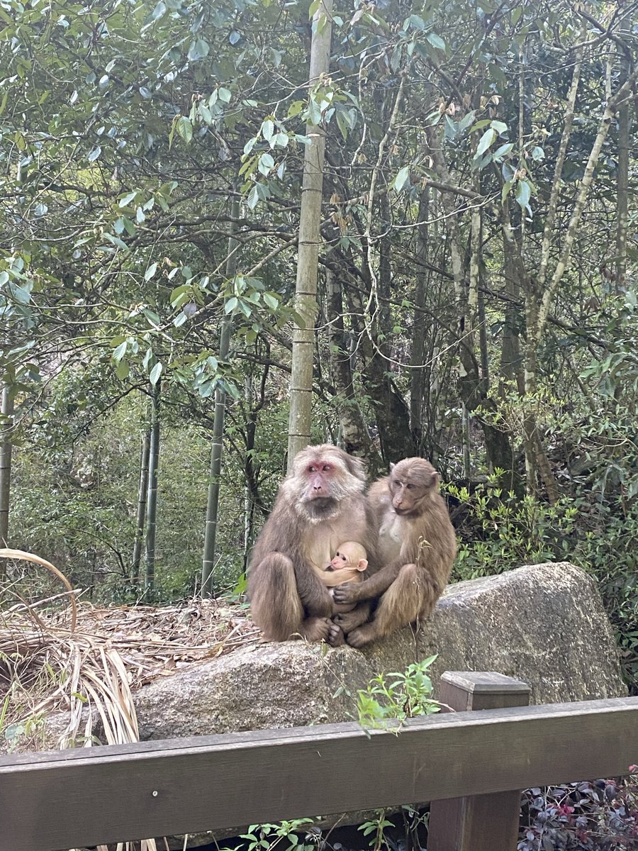 野生の猿🐵親子に会いました。赤ちゃん猿がお乳を吸ってかわいい🩷