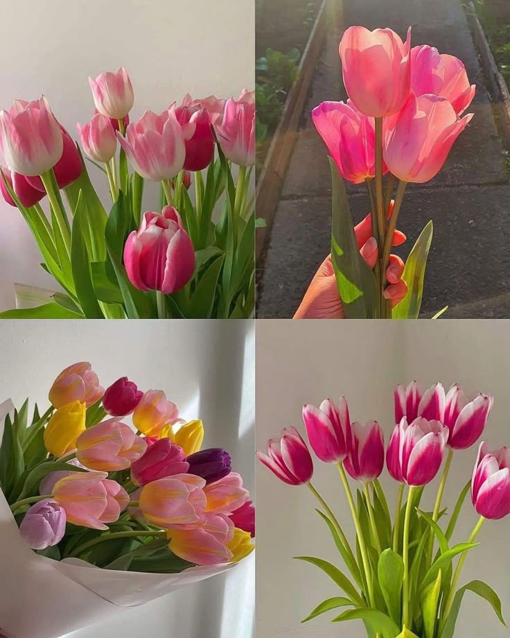 Only Tulips tweet media