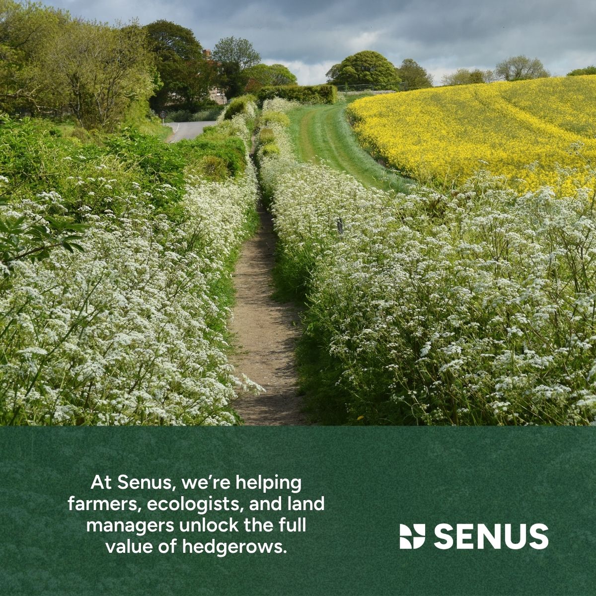 Senus tweet media