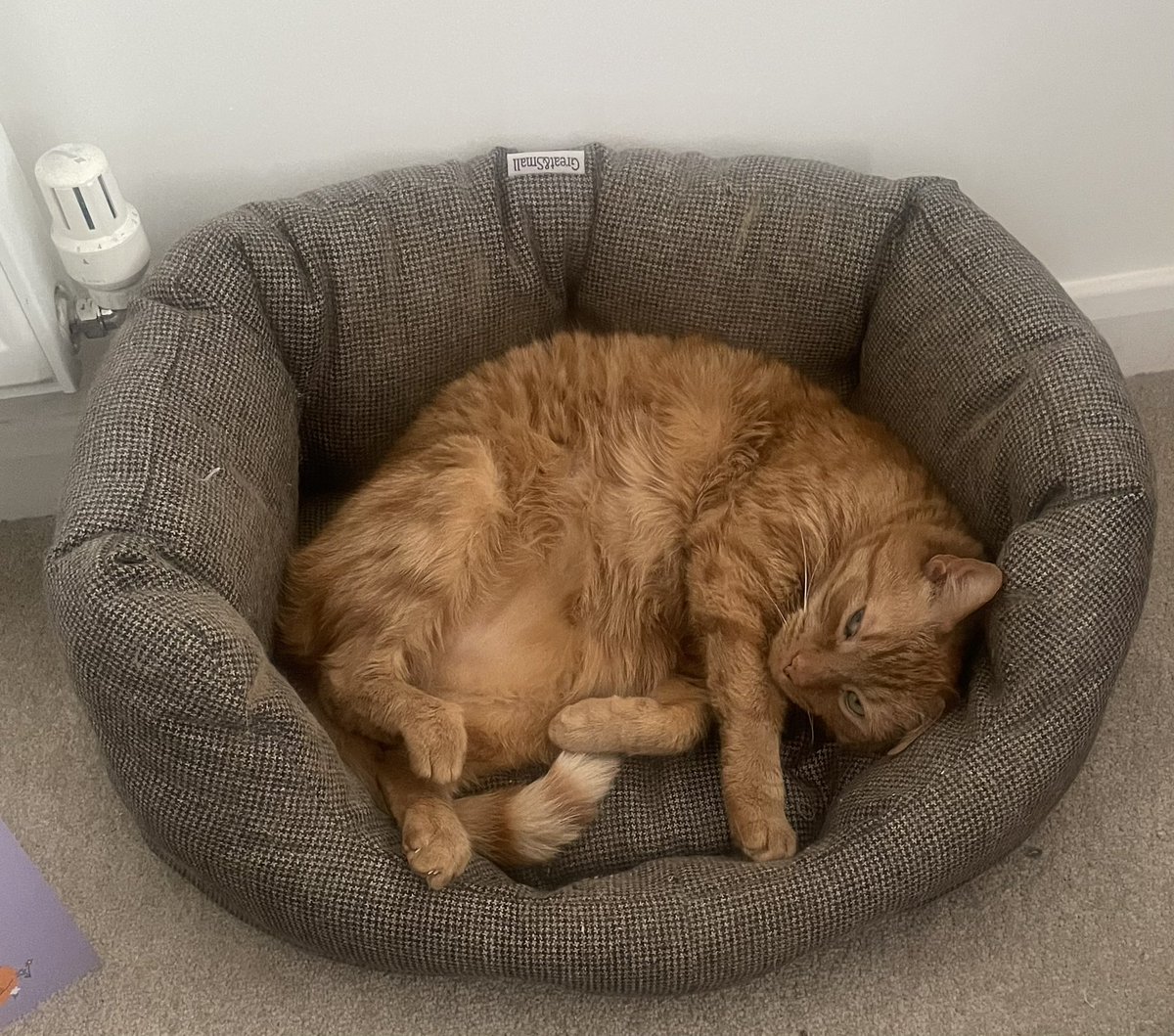 Floofy-belly Fridays are the best!
Love to all 🧡
JacK 🐾🐾
#CatsOfTwitter #CatsOfX