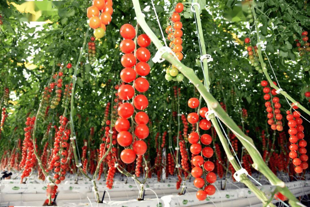 chaudhrani's tweet photo. Fresh veggies u0026 fruits for your weekly prep! Crisp lettuce, juicy tomatoes, sweet apples—grab yours before they’re gone.  #GroceryHaul #FreshProduce https://t.co/NQlYwYc5FW