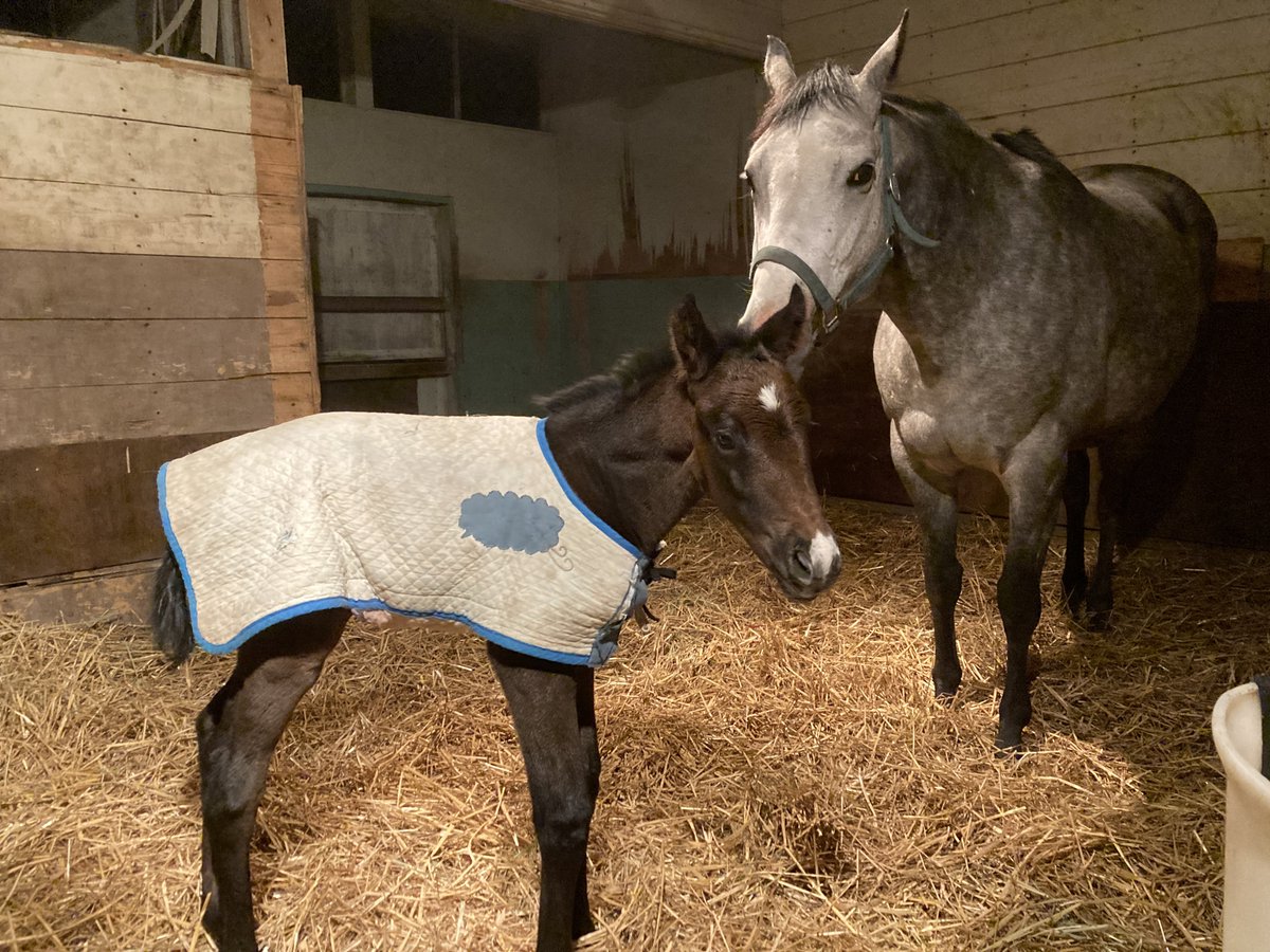 Ryosuke Fujisawa tweet media