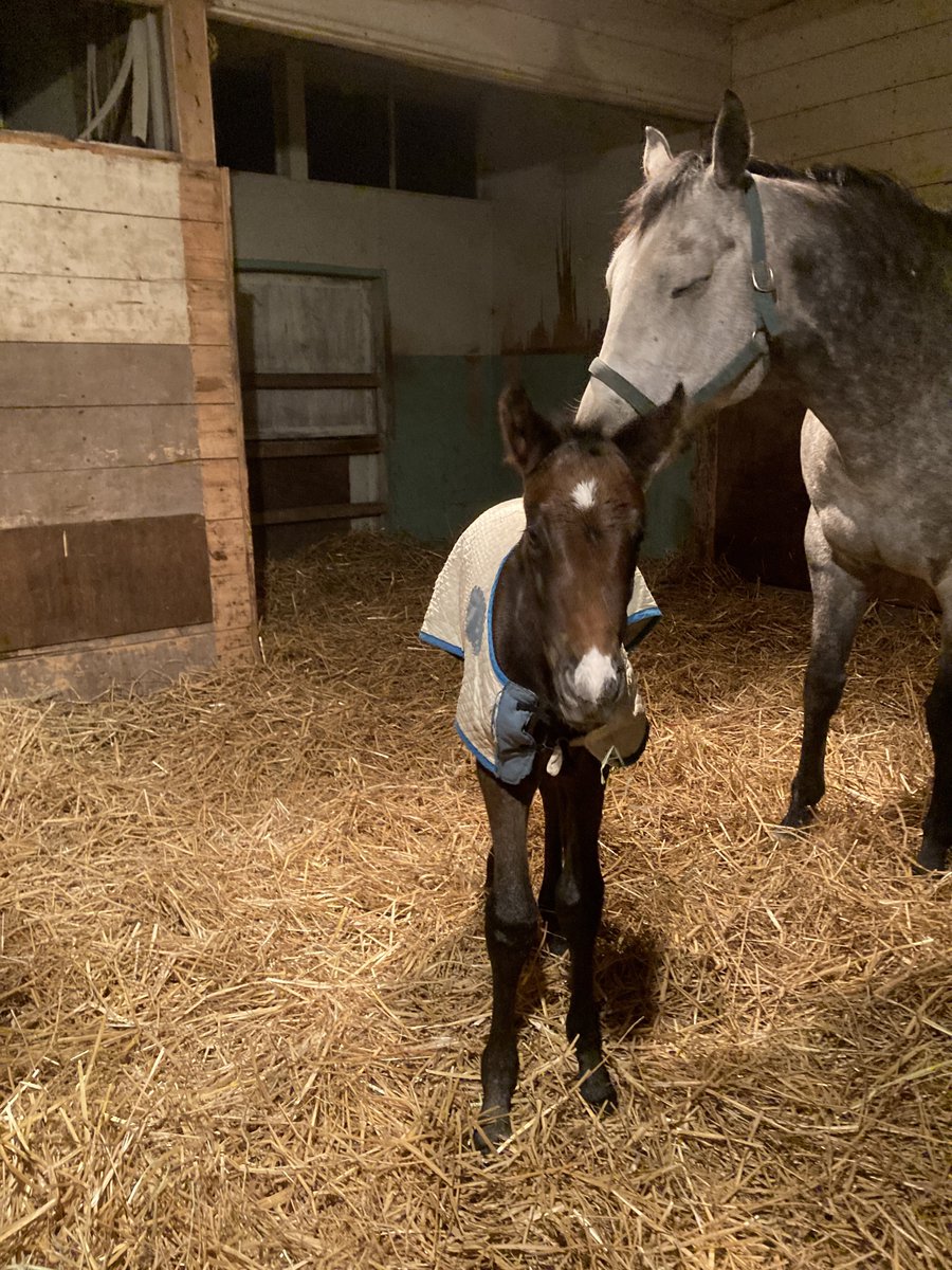 Ryosuke Fujisawa tweet media