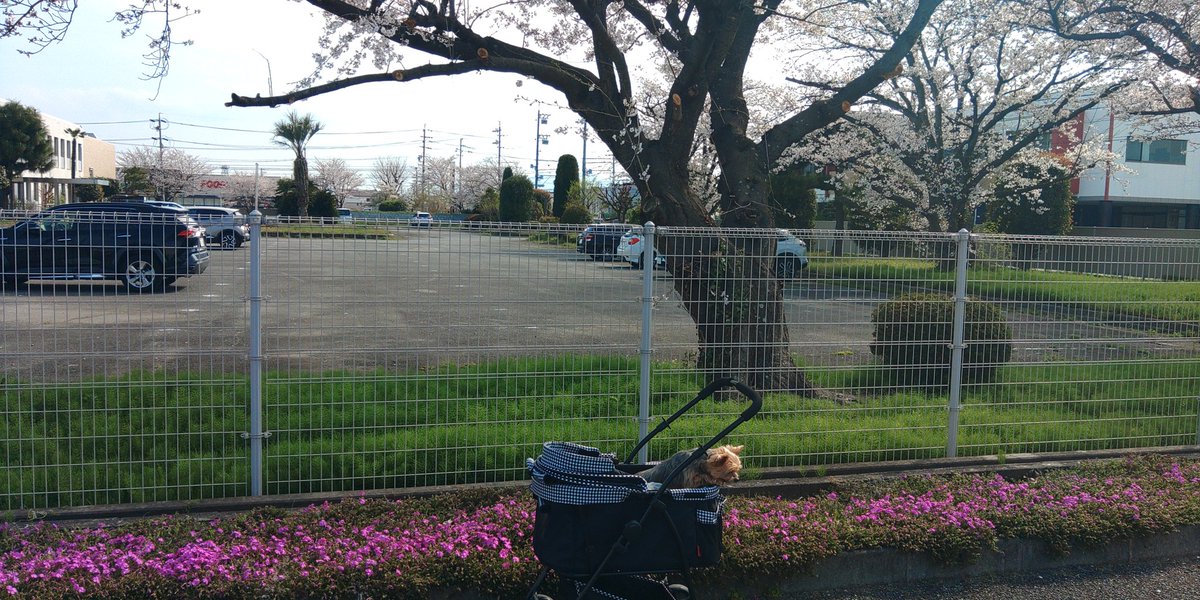 masatra_69's tweet photo. 今日はお休みいただいたのでN-WGNとS660洗車後チビーズと花見来ました。 https://t.co/RPlftX0fzN