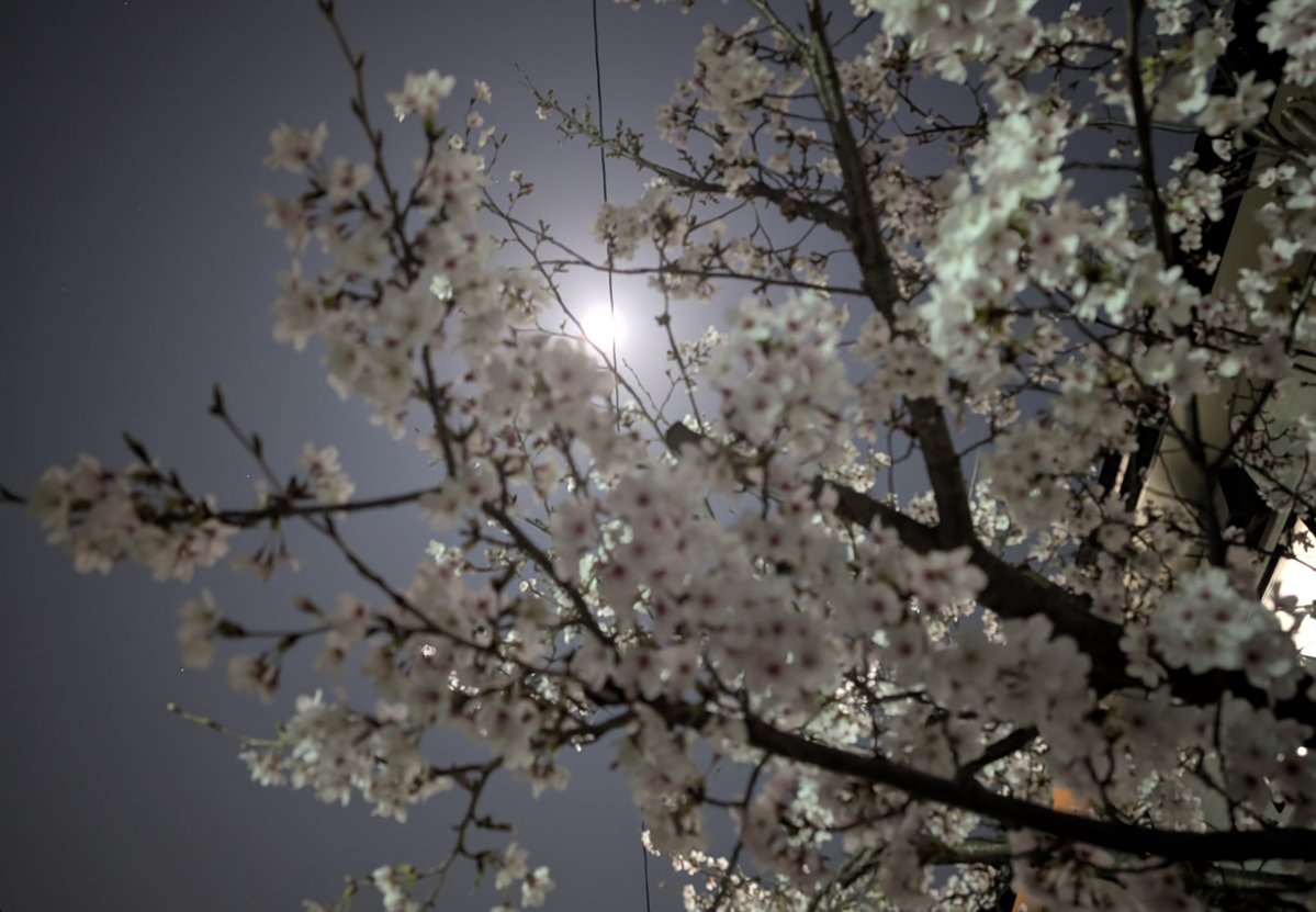 軍神ー上杉謙信(長尾景虎) tweet media