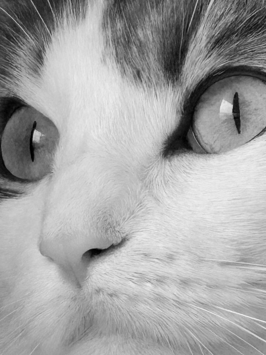 𝑬♡̴⟡꒦꒷ tweet media