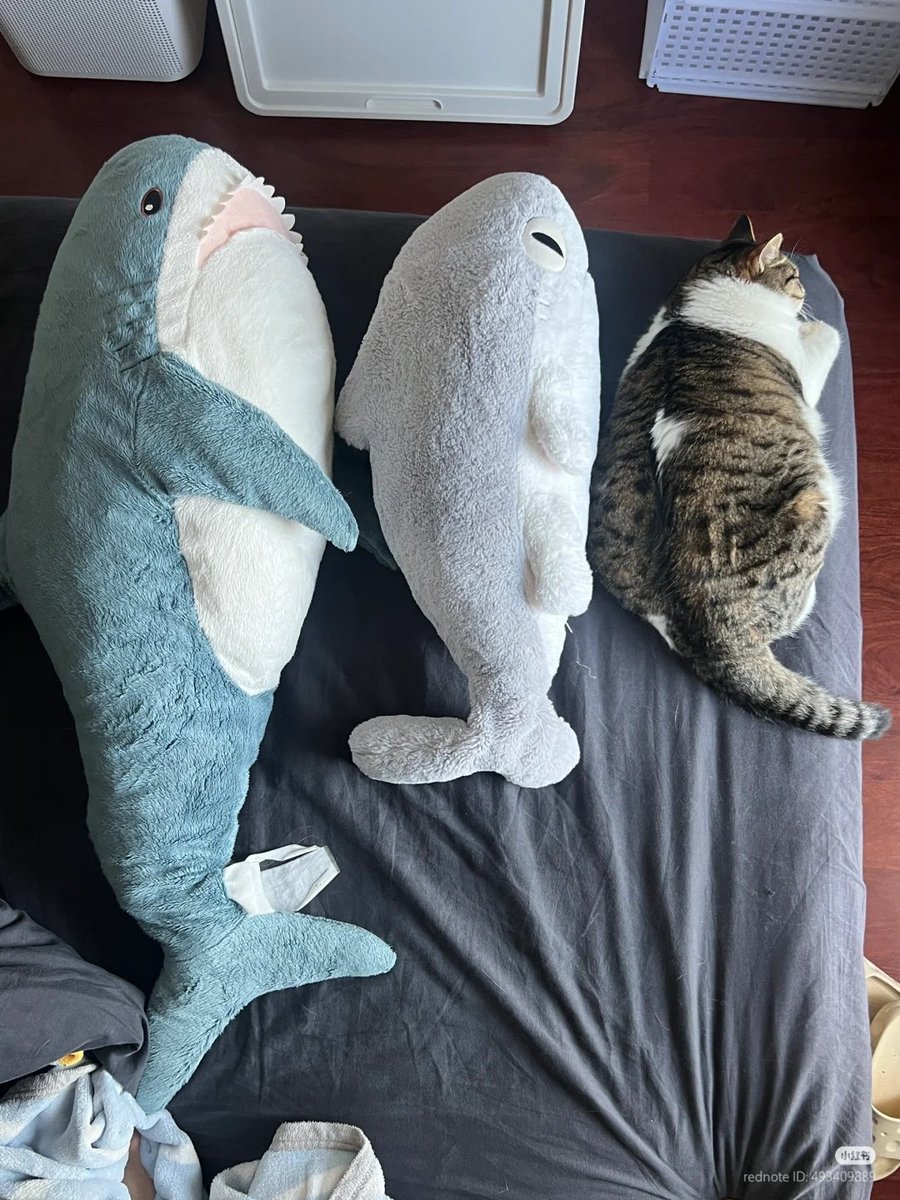 No Context Cats tweet media