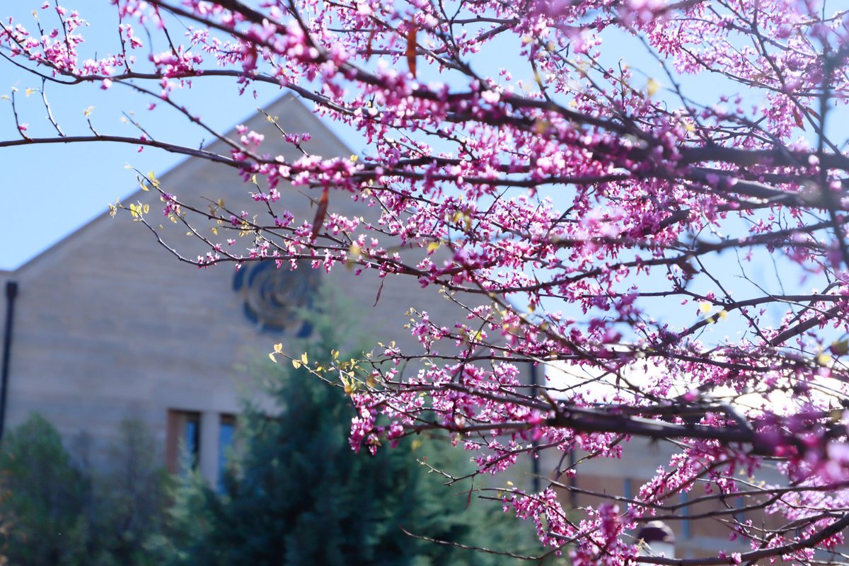 UofDenver's tweet photo. Spring is blooming across campus. 🌸
#SpringQuarter x #UniversityofDenver https://t.co/ayeI1Ucg8a