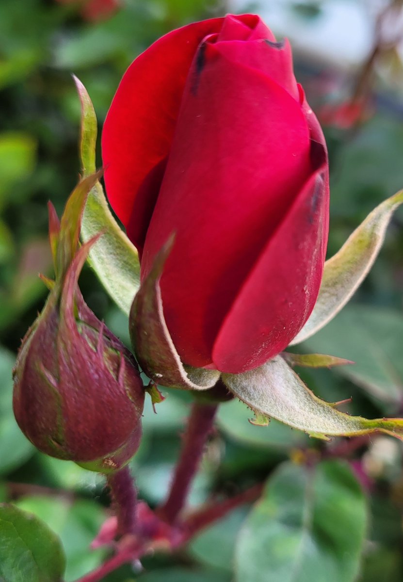 youtu.be/vD6tcMroY0A?si…