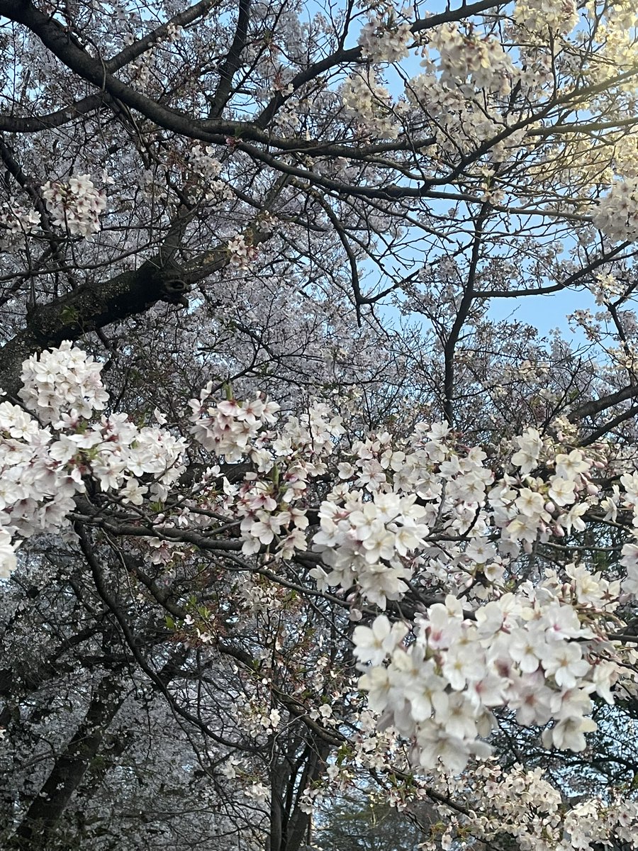 みみきち☆ tweet media