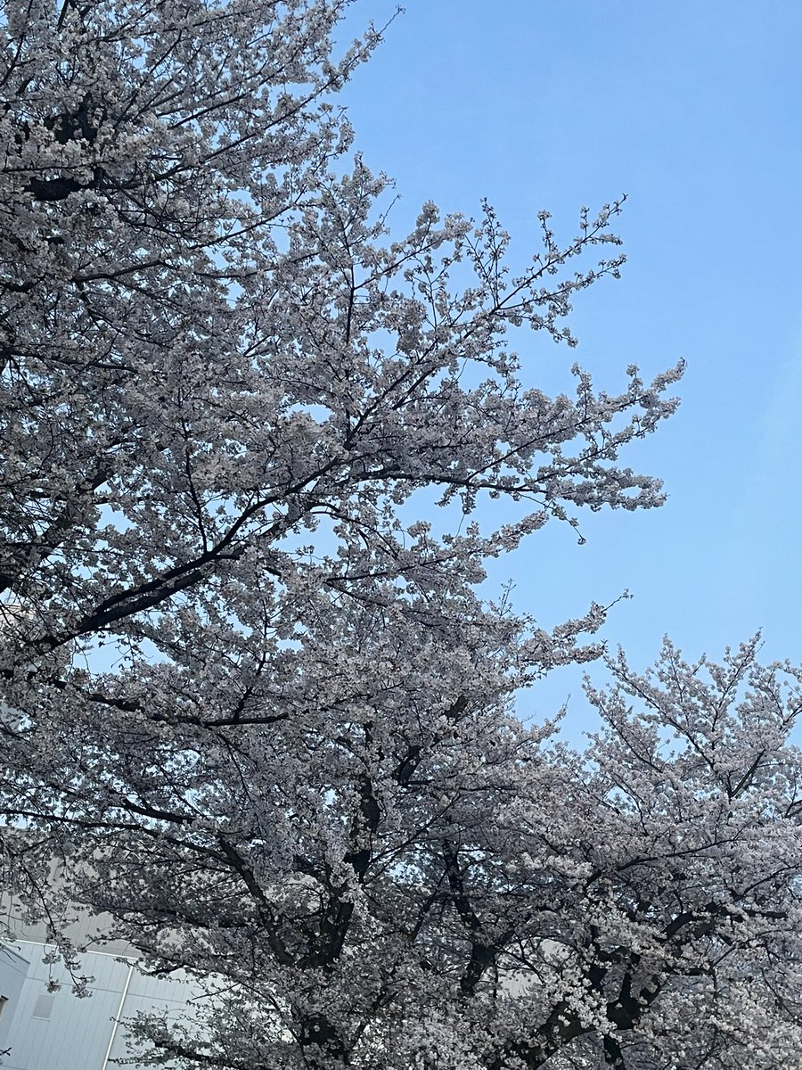 みみきち☆ tweet media