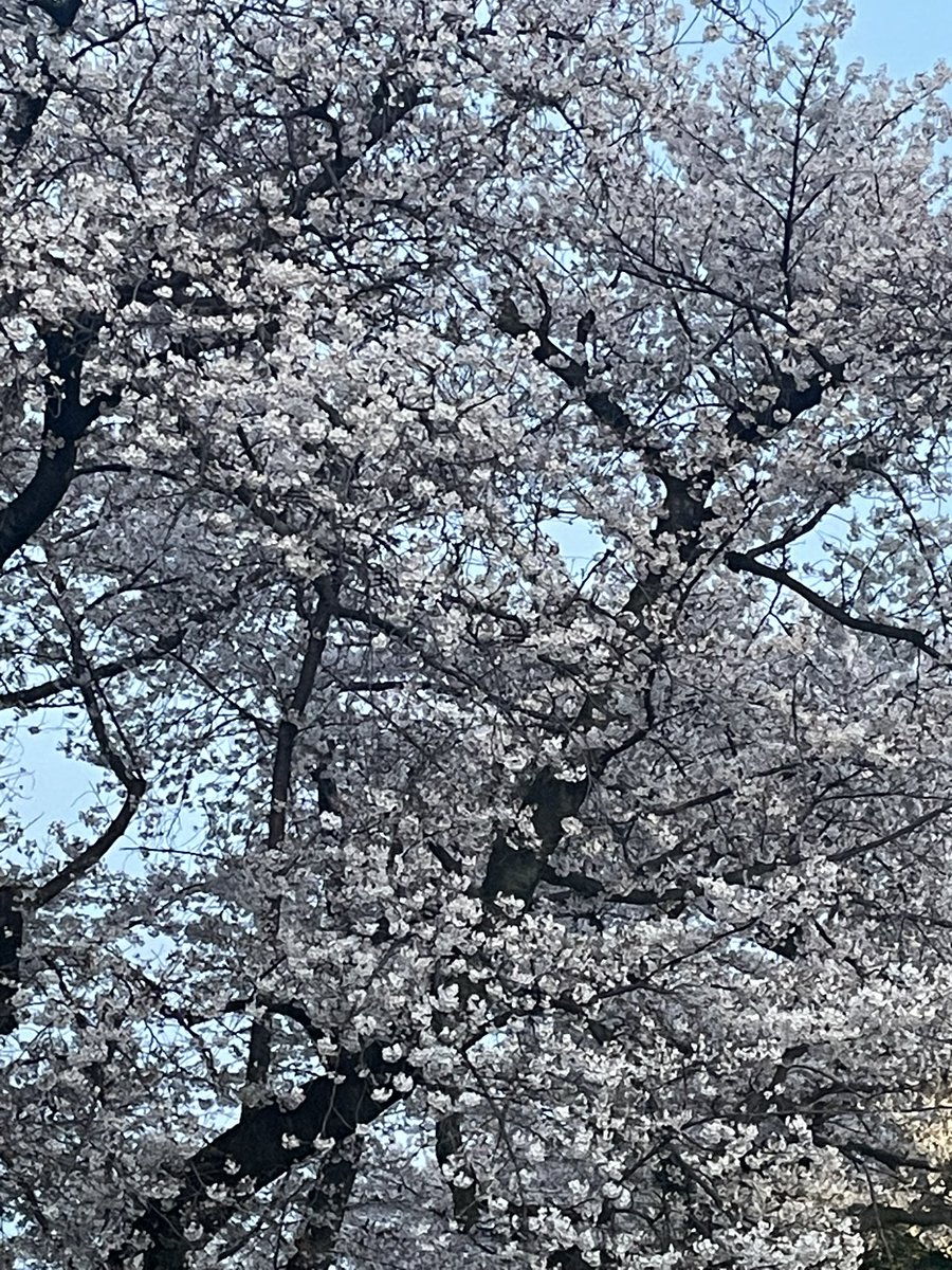 みみきち☆ tweet media