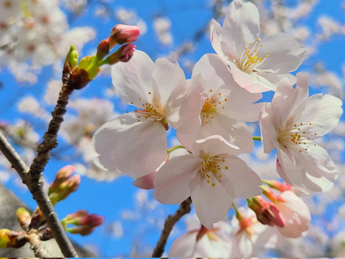 50kalmegi_GOLF tweet media