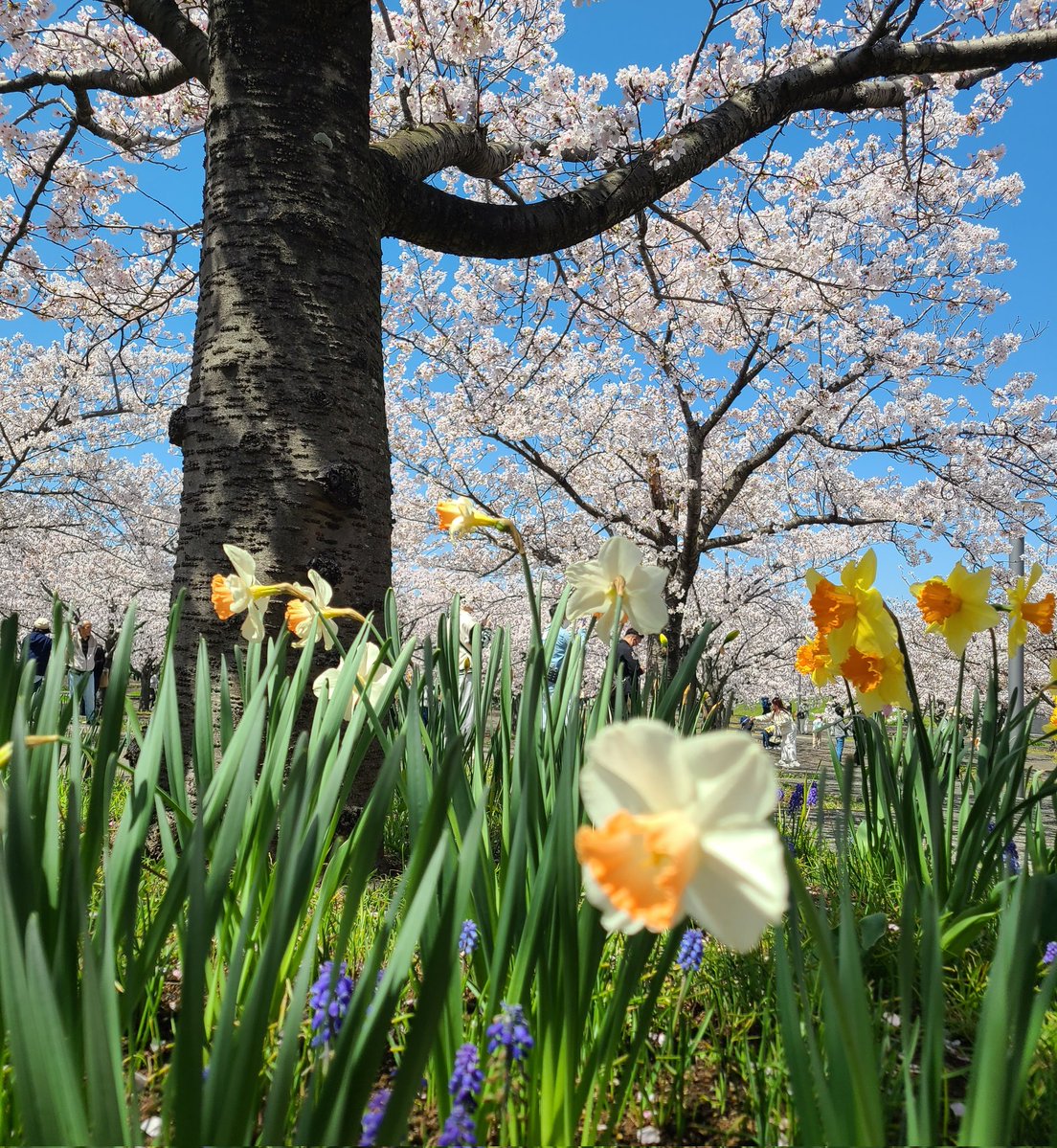 50kalmegi_GOLF tweet media
