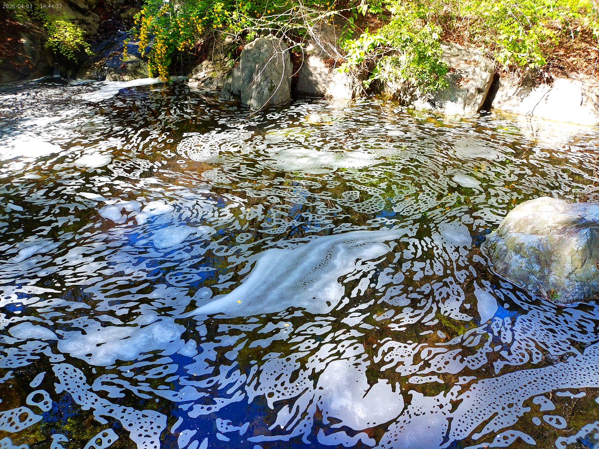 ころぽぽ tweet media